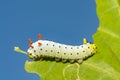 Promethea Silkmoth Caterpillar Royalty Free Stock Photo