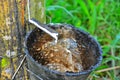 Close up of latex or rubber milk at Malaysia plantation