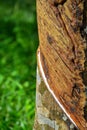 Close up of latex or rubber milk at Malaysia plantation