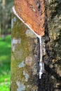 Close up of latex or rubber milk at Malaysia plantation