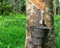 Close up of latex or rubber milk at Malaysia plantation