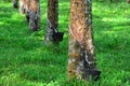 Close up of latex or rubber milk at Malaysia plantation.