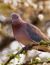 Close-up of the Laughing Dove