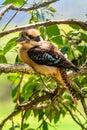 Close up of a Laughing Kookaburra on tree branch Royalty Free Stock Photo