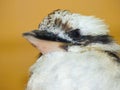 Close up of a Laughing kookaburra (Dacelo novaeguineae) on a yellow background for copyspace Royalty Free Stock Photo