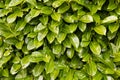 Close up of a Laurel hedge. Abstract Background