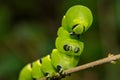 Laurel Sphinx Caterpillar - Sphinx kalmiae