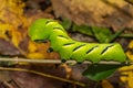 Laurel Sphinx Caterpillar - Sphinx kalmiae