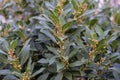 Close up of laurus nobilis lauraceae plant