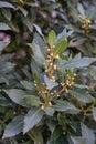 Close up of laurus nobilis lauraceae plant