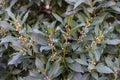 Close up of laurus nobilis lauraceae plant