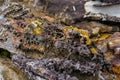 Close up of lava, magma rock formation with holes and clolrful moss