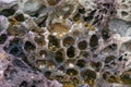 Close up of lava rock formation with holes filled with water and seashells