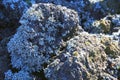 Close-up of lava rocks with pioneer lichen species Stereocaulon vesuvianum typical of the volcano crater area, Vesuvious, Naples Royalty Free Stock Photo