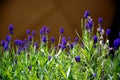 Close up of lavander stems and flowers Royalty Free Stock Photo