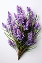 close up lavandula angustifolia on white background. AI Generated