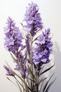 close up lavandula angustifolia on white background. AI Generated