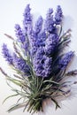 close up lavandula angustifolia on white background. AI Generated