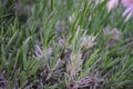 Close up of Lavandula plant in a garden