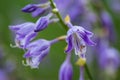 Close up of a lavendar hosta blossom Royalty Free Stock Photo