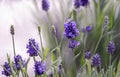 Close up of lavender blossoms Royalty Free Stock Photo