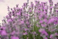 Close up of lavender. Blurred background