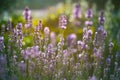 Close up of lavender. Blurred background. Lavender fields.