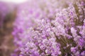 Close up of lavender. Blurred background, Selective focus