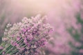 Close up of lavender bouquet. Blurred background
