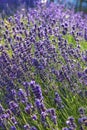 Close-up Lavender bushes in sunny day