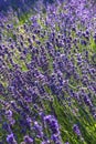 Close-up Lavender bushes in sunny day