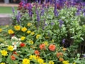 Close up Lavender field and colorful flowers in the garden with sunlight shinning in the morning time. Floral and natural.