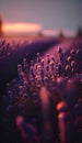 Close-up of a lavender field with the setting sun. Golden hour among blooming flowers. Seasonal background.