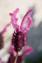 Close up lavender flower Royalty Free Stock Photo