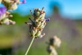 Close up of a Lavender Flower