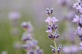 A close up of a lavender flower. Royalty Free Stock Photo