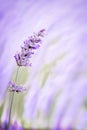 Close-up of a lavender flower isolated on a mauve and green background blurred background with bokeh