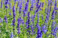 Close up lavender flower Royalty Free Stock Photo