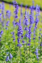 Close up lavender flower Royalty Free Stock Photo