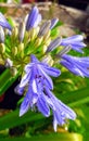 A close-up of a lavender flower with rain drops Royalty Free Stock Photo