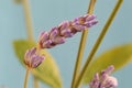 Close up of lavender flower spike with vintage feel.