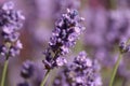 Close up of a lavender flower