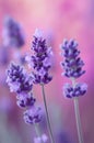 close up of lavender close up of lavender flowers