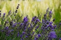 Close up of lavender flowers against barley field in bloom during summer season. Royalty Free Stock Photo