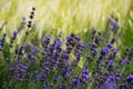 Close up of lavender flowers in bloom during summer season. Royalty Free Stock Photo