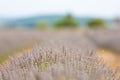 Close up lavender flowers in a field in Provence Royalty Free Stock Photo