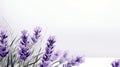 a close-up of lavender flowers in full bloom against a white background, creating a soft and dreamy scene