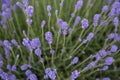 Close up of Lavender flowers Royalty Free Stock Photo