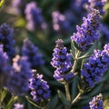 close up of lavender flowers lavender flowers in the garden close up of lavender
