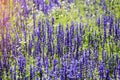 Close up the lavender flowers in the lavender field. Spring season and rainy season concept